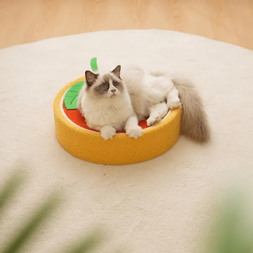 Cat Scratcher Bed